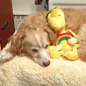 NWT ~ PEANUTS: Pride Woodstock Rainbow Squeaker & Crinkle 9 inch Pet Toy